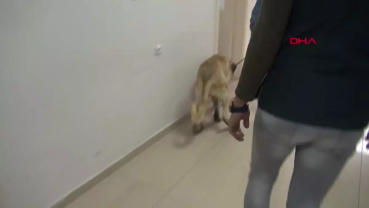 Sivas Ayağı Kesilen Köpeğe, 3 Boyutlu Yazıcıdan Protez