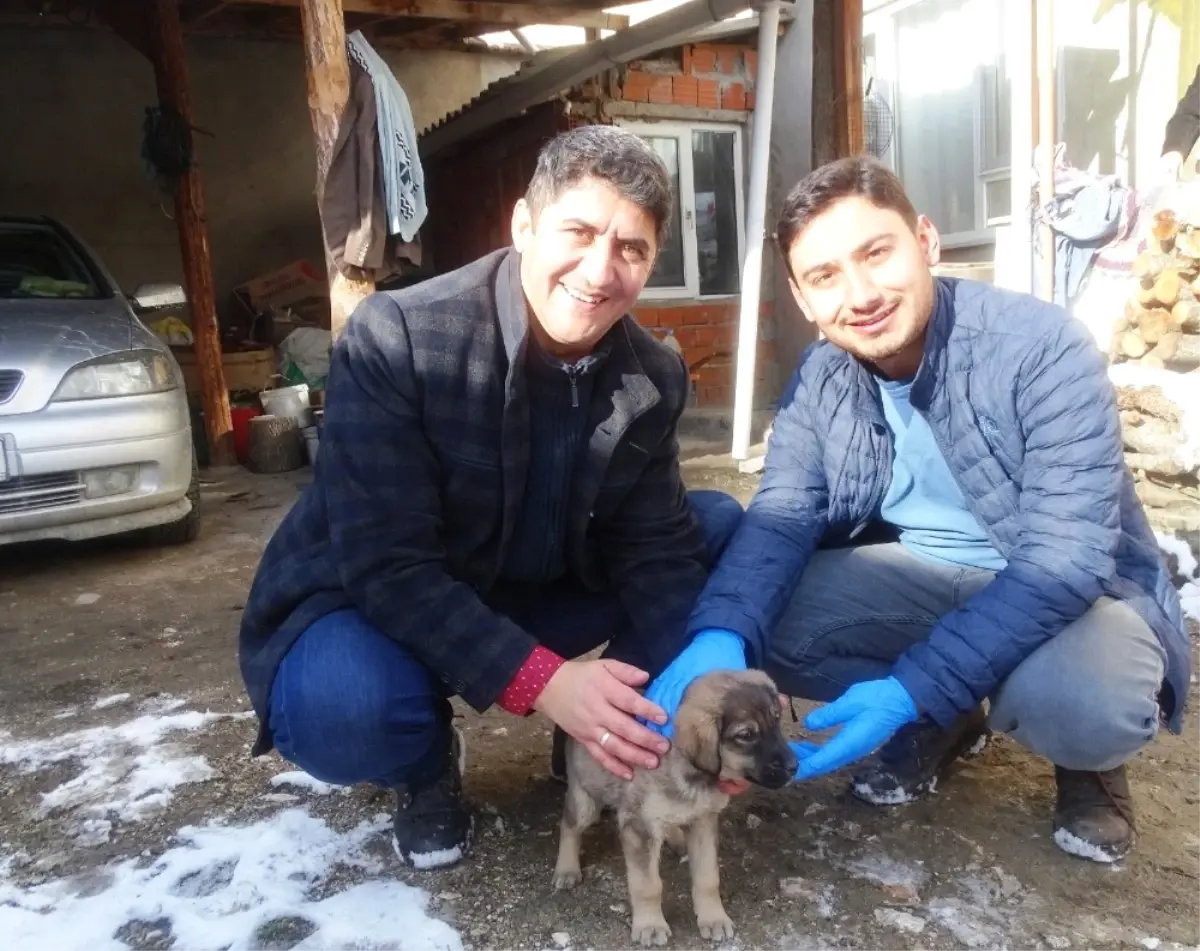 Yaralı Köpek Yavrusunu Muhtar Sahiplendi