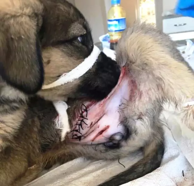 Yaralı Köpek Yavrusunu Muhtar Sahiplendi Son Dakika