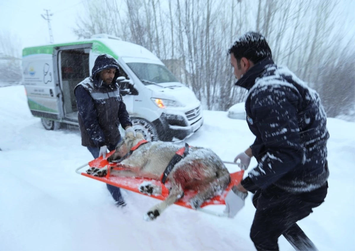 Av Tüfeğiyle Vurulan Köpek İçin Seferberlik