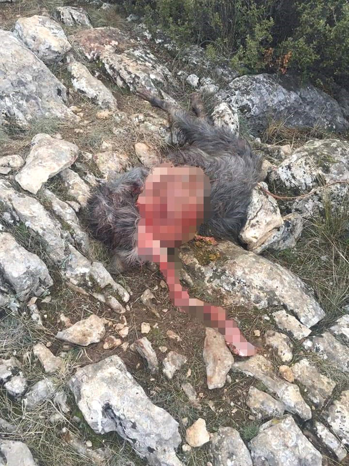 Başıboş Köpeklerin, Keçi Sürüsüne Saldırdığı İddia Edildi