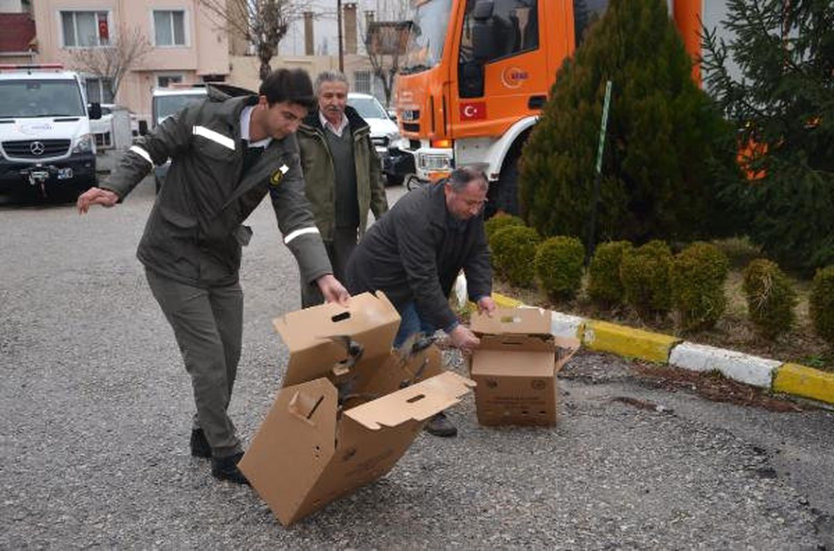 Bitkin Bulunan Sığırcıklar, Bakımlarının Ardından Doğaya Salındı