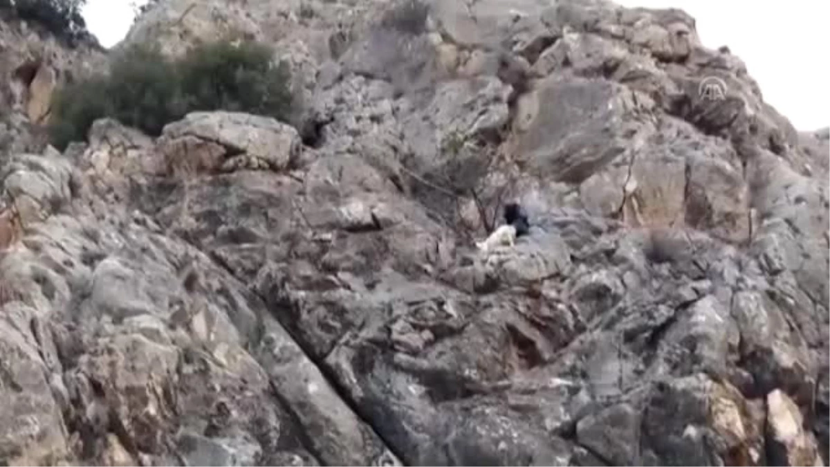 Burdur\'da Kayalıklarda Mahsur Kalan Gebe Keçi Kurtarıldı
