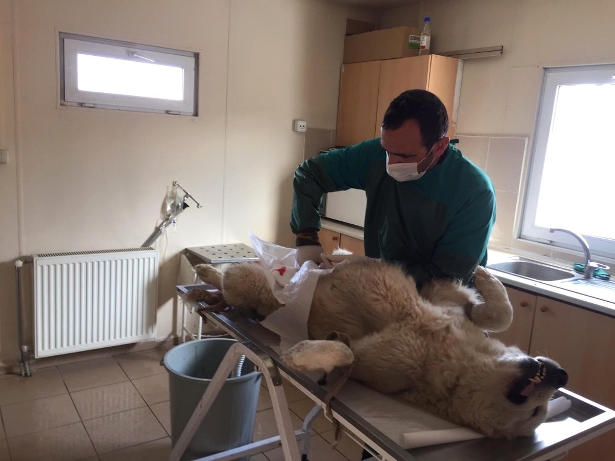 Erzincan Belediyesi Sokak Hayvanlarına Sahip Çıkıyor