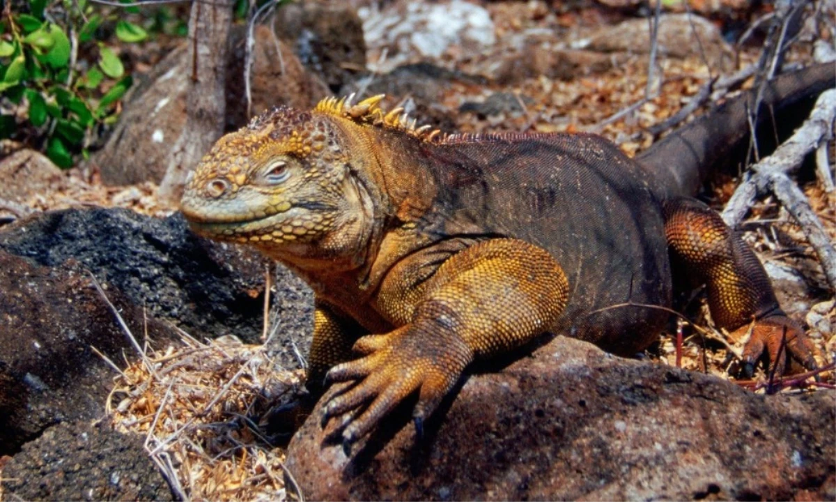 İguanalar 184 Yıl Sonra Tekrar Santiago Adası\'nda