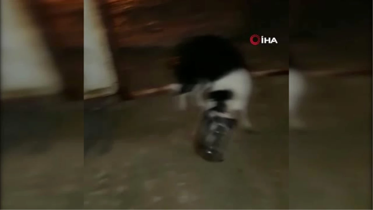 Kafası Bidona Sıkışan Köpeği Yanlışlıkla Girdiği Evin Sahibi Kurtardı