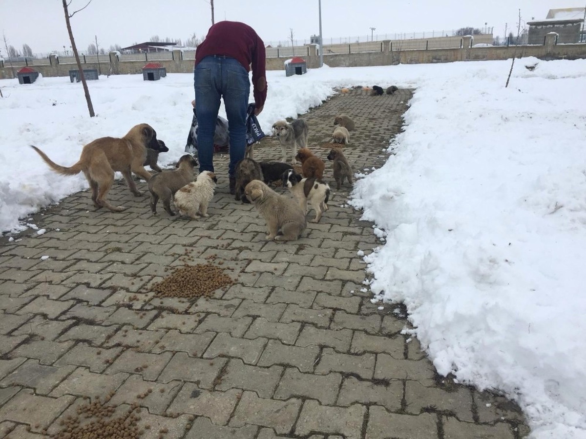 Muş Belediyesi, Zorlu Kış Şartlarında Sokak Hayvanlarını Sahipsiz Bırakmıyor