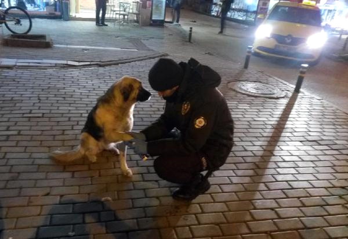 Patisi Kesilen Köpeğe Bekçiler Pansuman Yaptı
