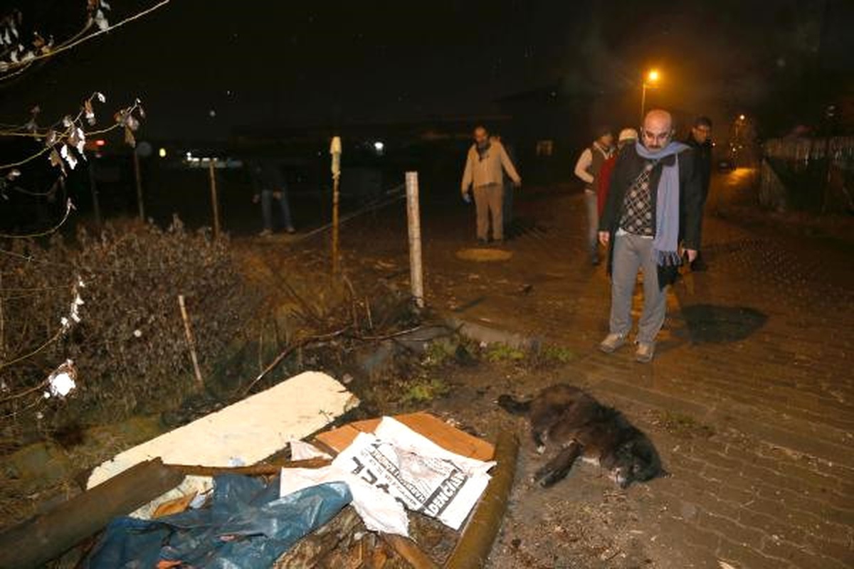 Tavuk Etiyle Zehirlenen 8 Köpek ve 1 Kedi Telef Oldu
