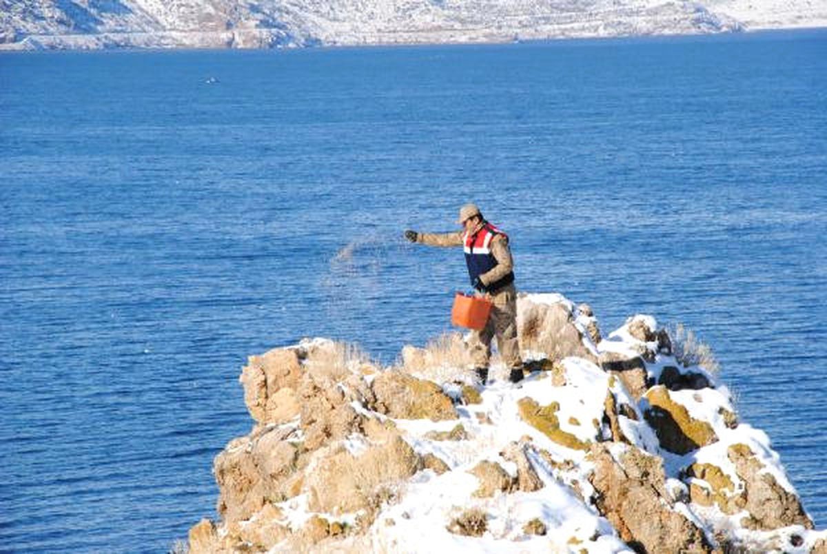 Van Gölü\'ndeki Adalara Yaban Hayvanları İçin Yem Bırakıldı