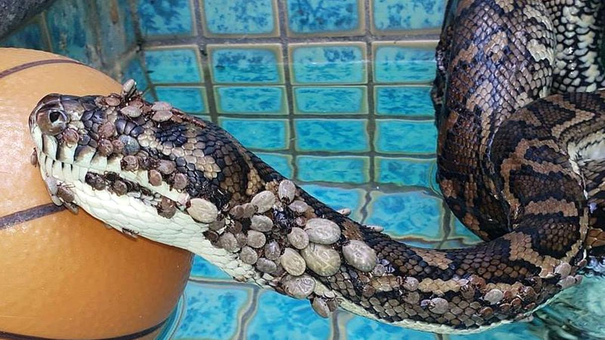 Video | Avustralya\'da Üzerini 500 Kenenin Kapladığı Piton Kurtarıldı