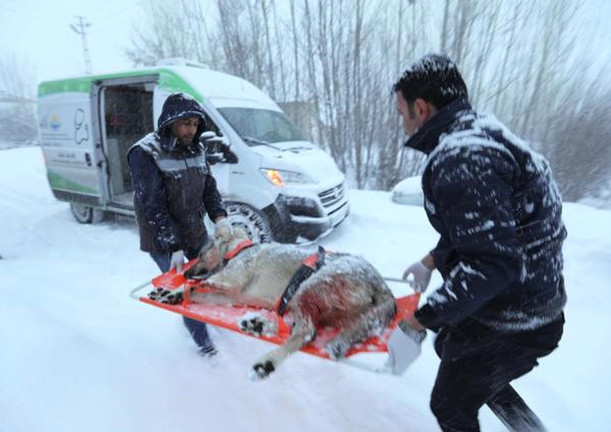 Av Tüfeğiyle Vurulan \'Bozo\', Tedavisinin Ardından Sahibine Teslim Edildi