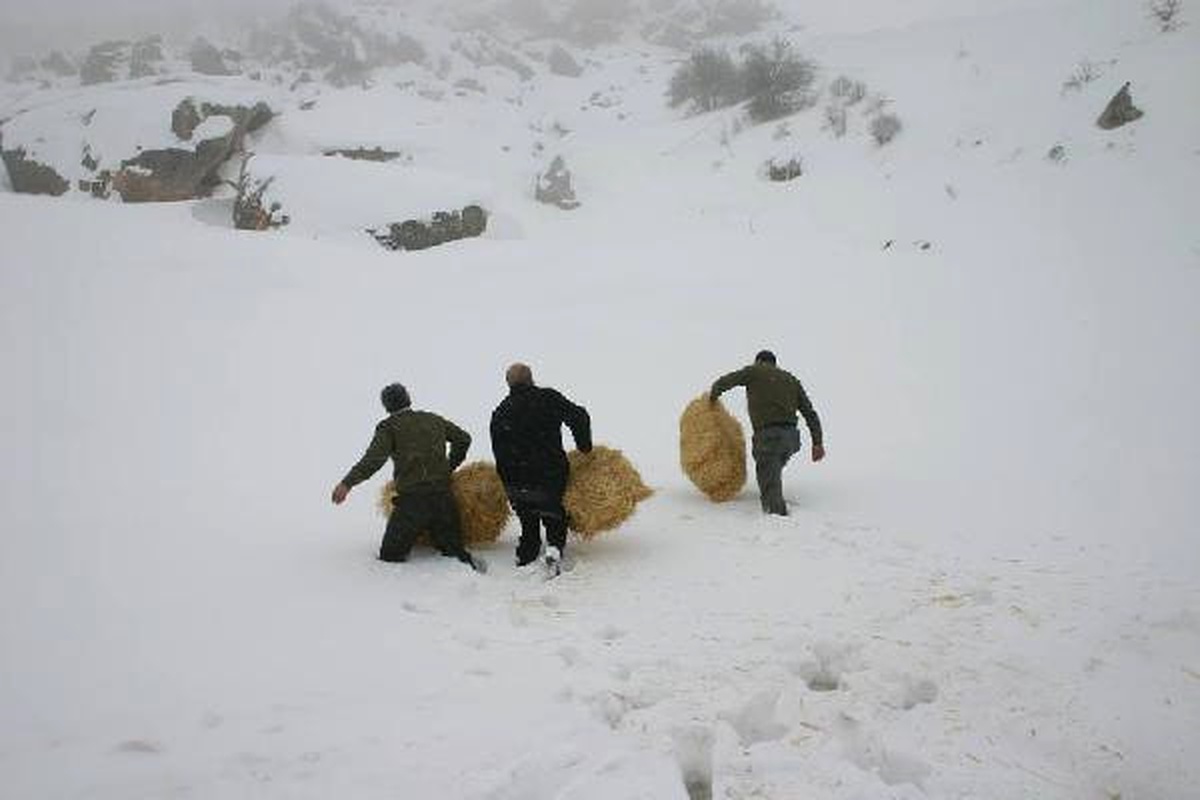Elazığ\'da Yaban Hayvanları İçin Doğaya Yem Bırakıldı