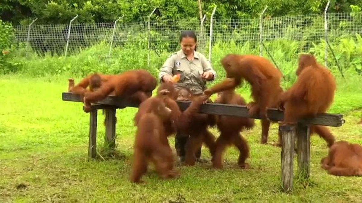 Endonezya\'da Orangutanlar İçin Vahşi Hayata Uyum Eğitimi