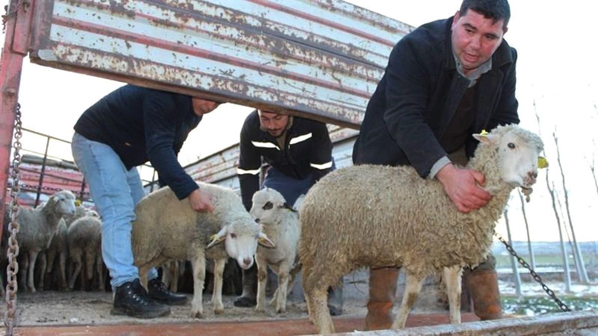 Gençlere 476 Küçükbaş Hayvan Dağıtıldı