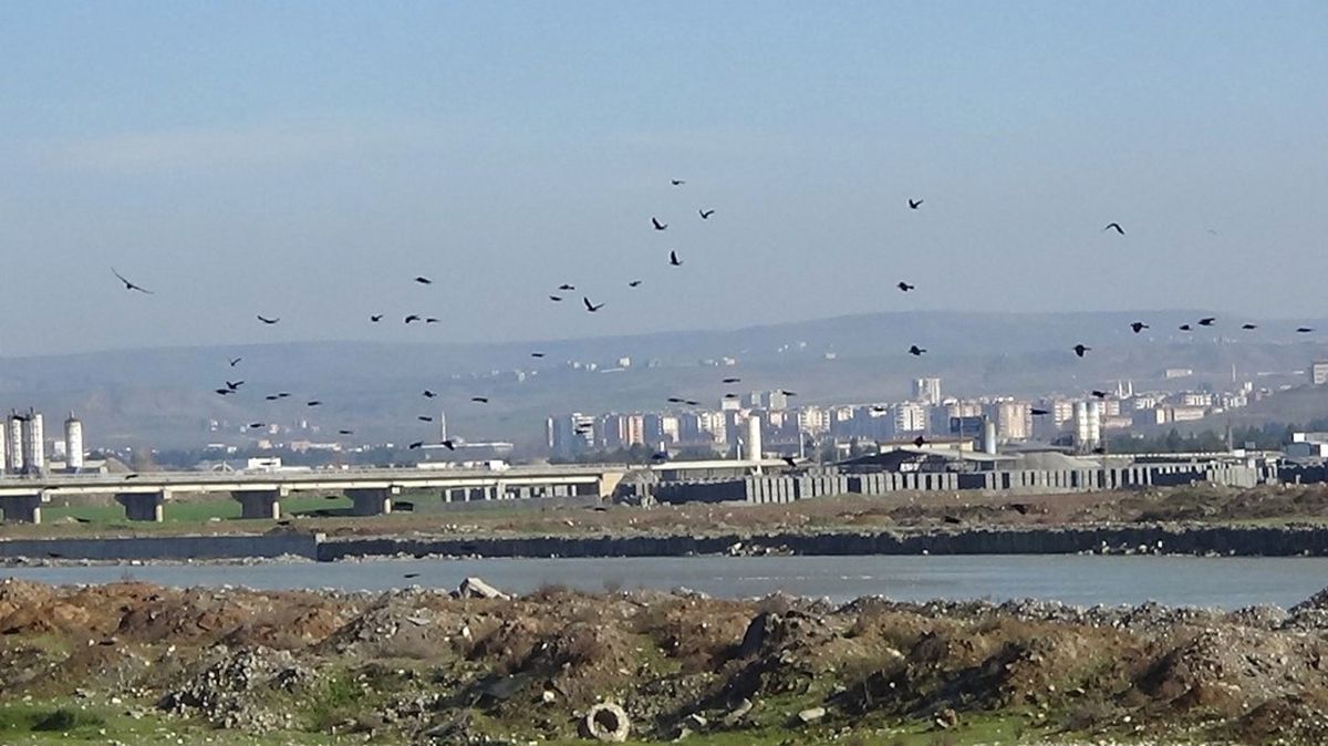 Göçmen Kuşların Kış Durağı Kantar Köprüsü