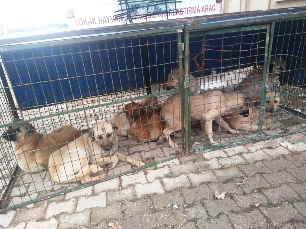 Hisarcık\'ta Sokak Köpekleri Kısırlaştırılıyor