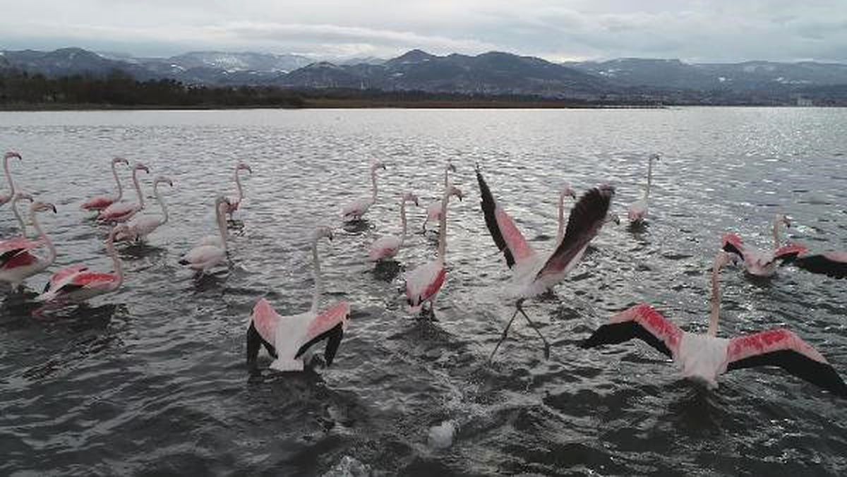 İzmit Körfezi\'ne Flamingo Akını