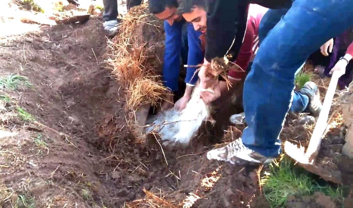 Şanlıurfa\'da Ahır Çöktü, 8 Hayvan Telef Oldu