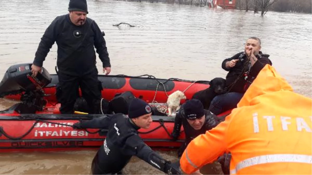 Susurluk Çayı Taştı, Mahsur Kalan 7 Köpekten 4\'ü Kurtarıldı