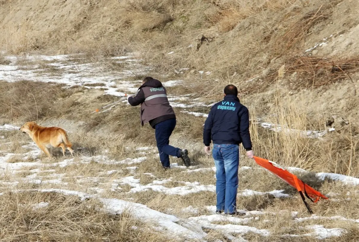 Van\'da Sokak Köpekleri İçin Sıkı Çalışma