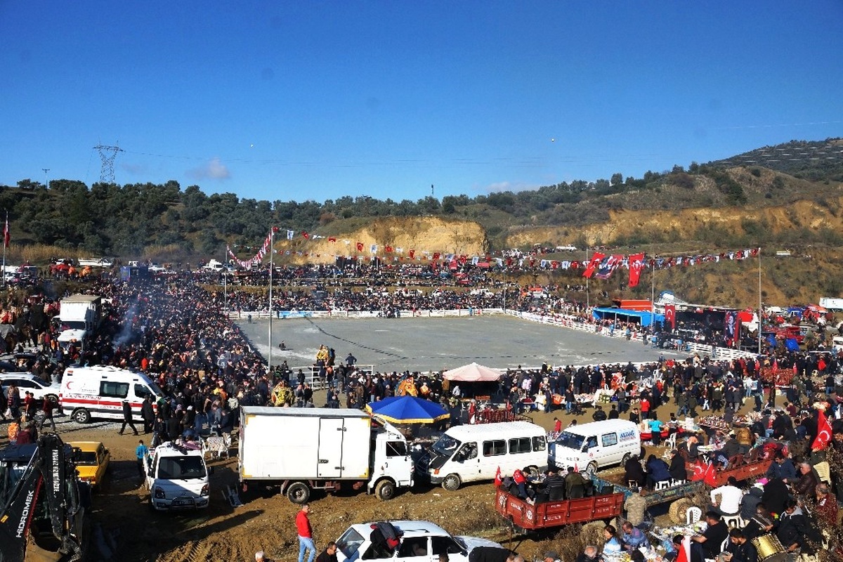 71. Deve Güreşi Festivali\'ne Büyük İlgi