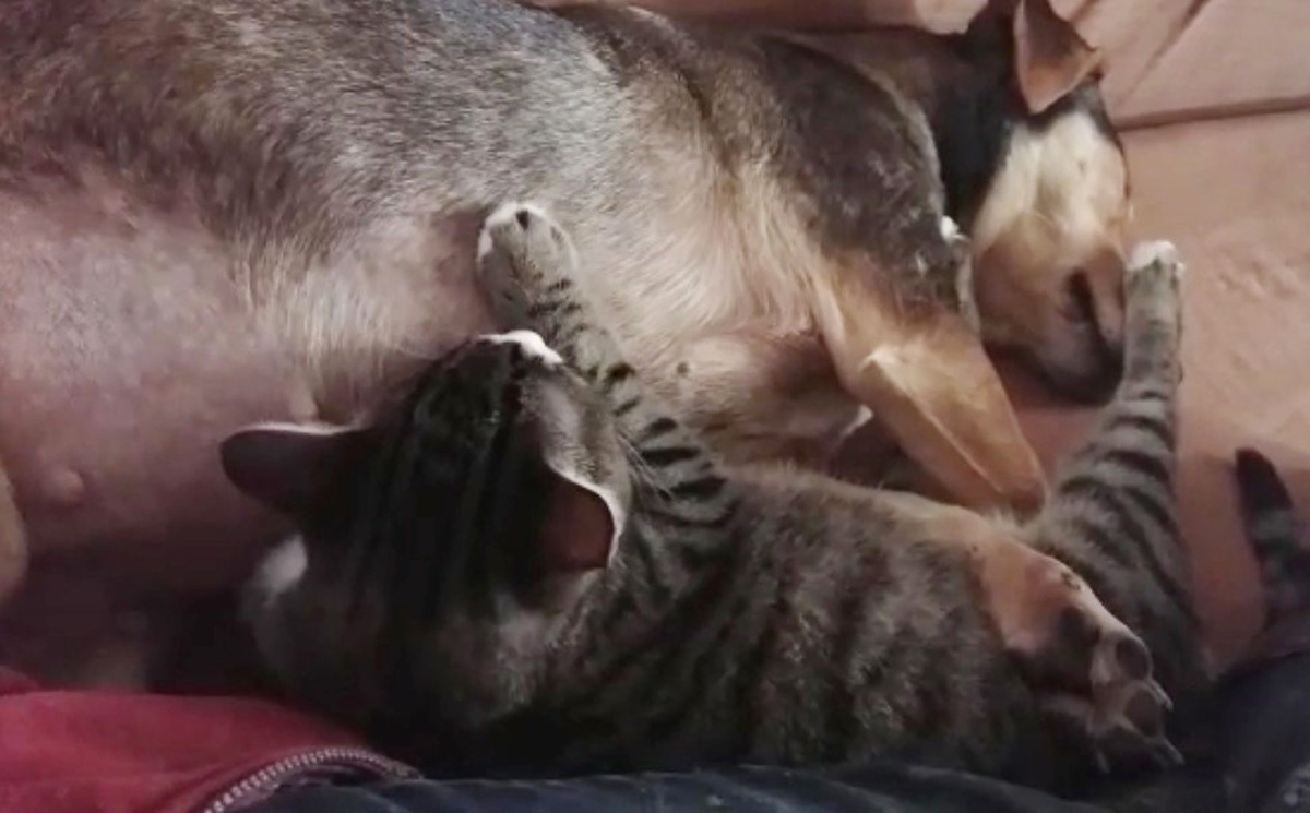 Annesi Sandığı Köpeği Emen Kedi Görenleri Şaşkına Çeviriyor