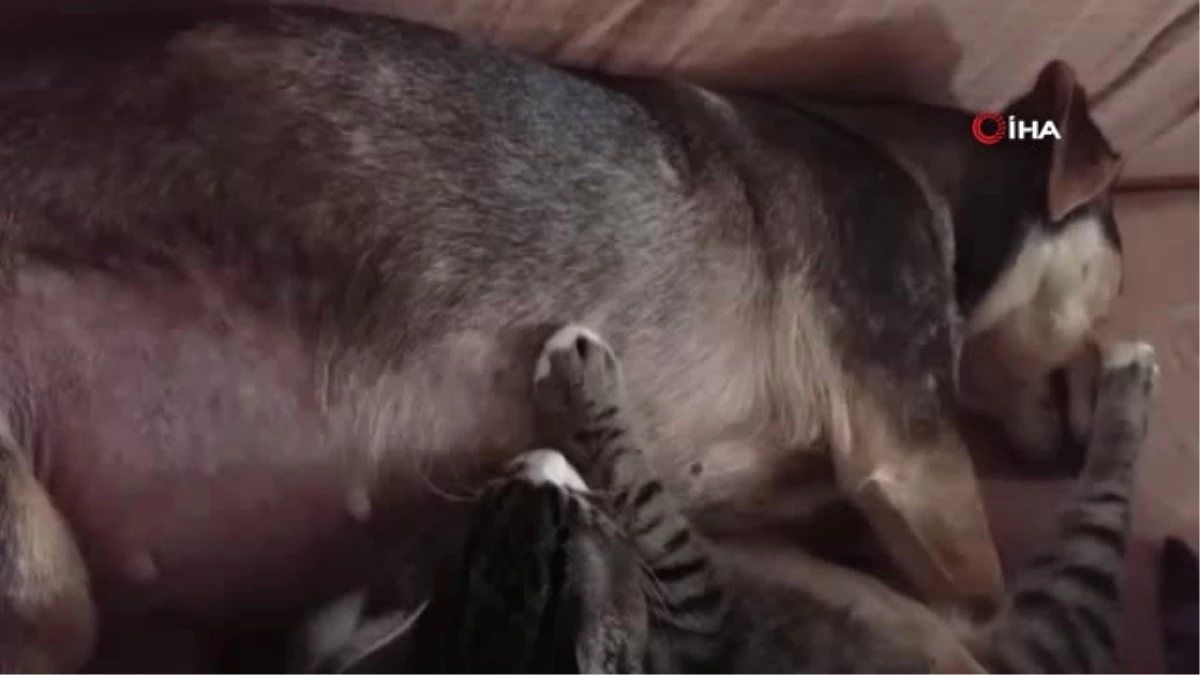 Annesi Sandığı Köpeği Emen Kedi Görenleri Şaşkına Çeviriyor