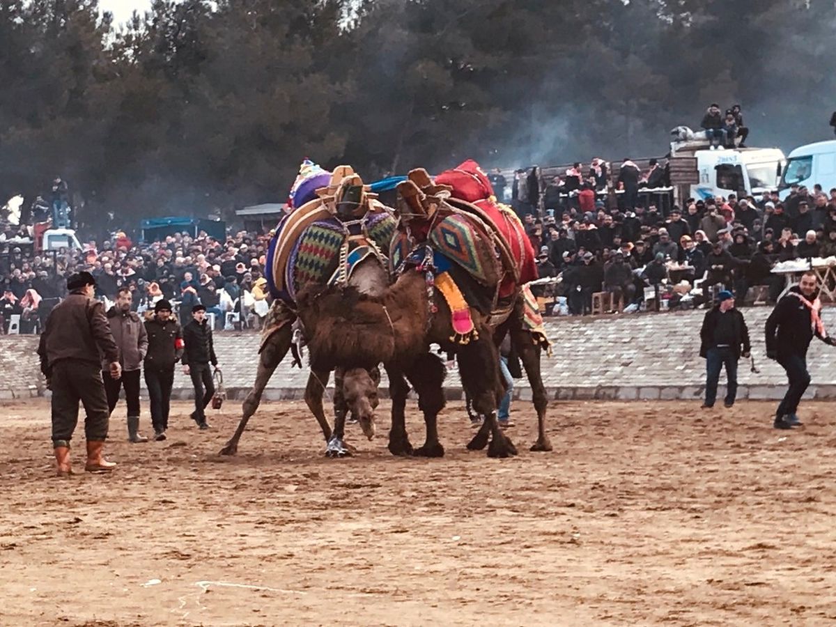 Bayramiç\'te Deve Güreşleri Heyecanlı Anlara Sahne Oldu