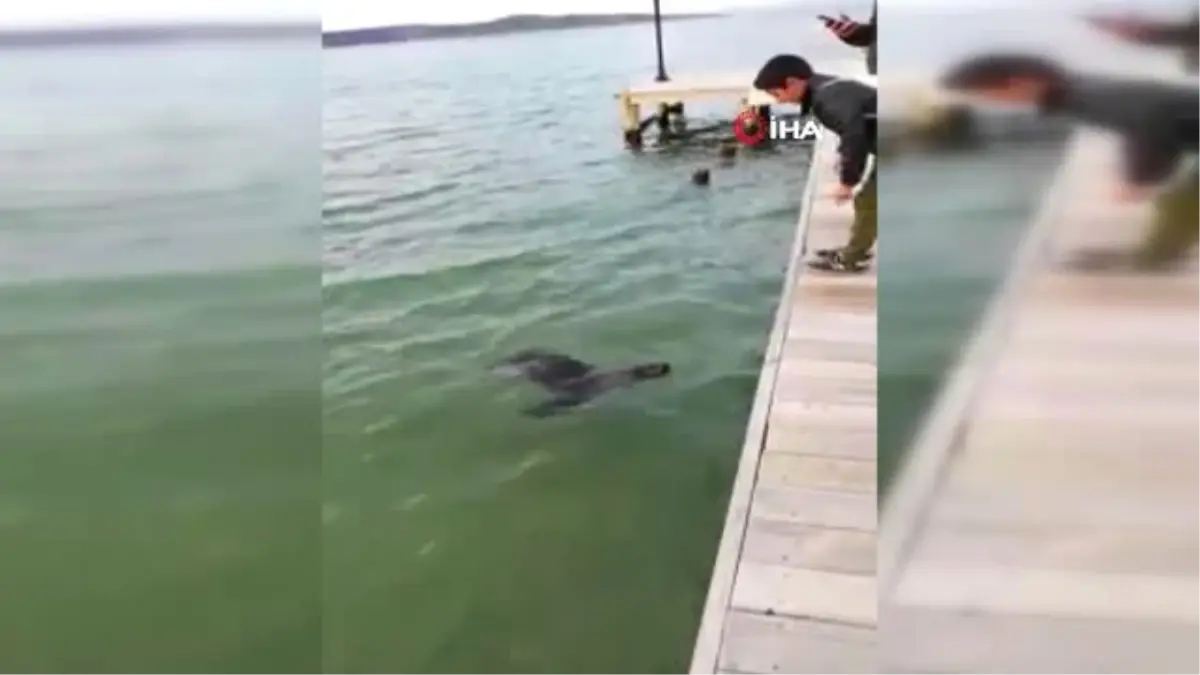 Bodrum\'da Nesli Tükenme Tehlikesinde Olan Akdeniz Foku Görüntülendi