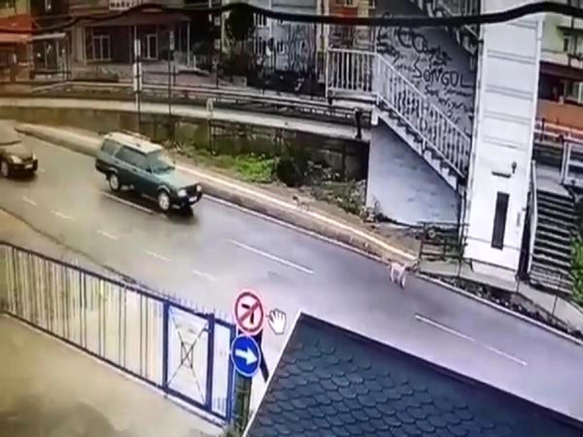 Köpeği Ezip Yoluna Devam Etti
