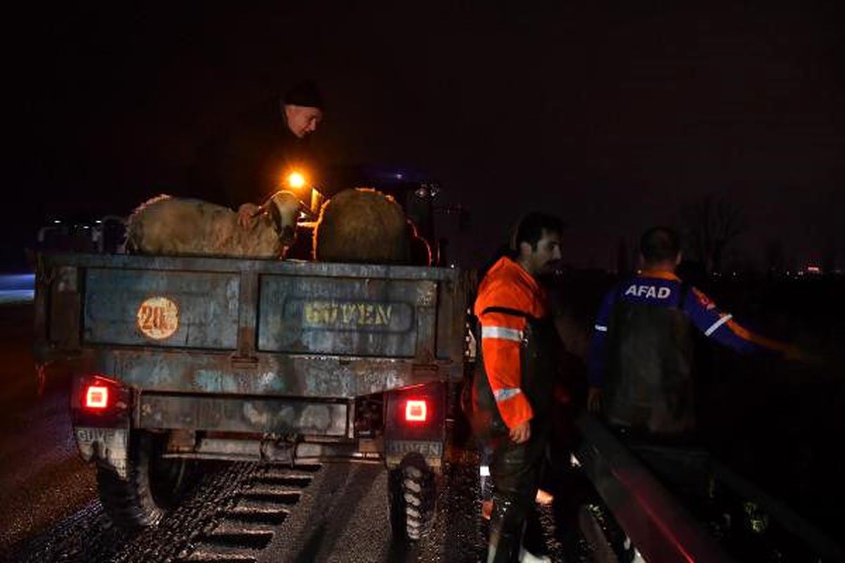 Manisa\'da Su Basan Çiftlikte Mahsur Kalan 30 Koyun, Botla Kurtarıldı