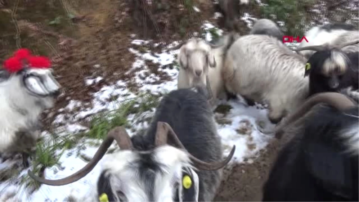 Rize Sürülerin Zorlu Dönüş Yolculuğu