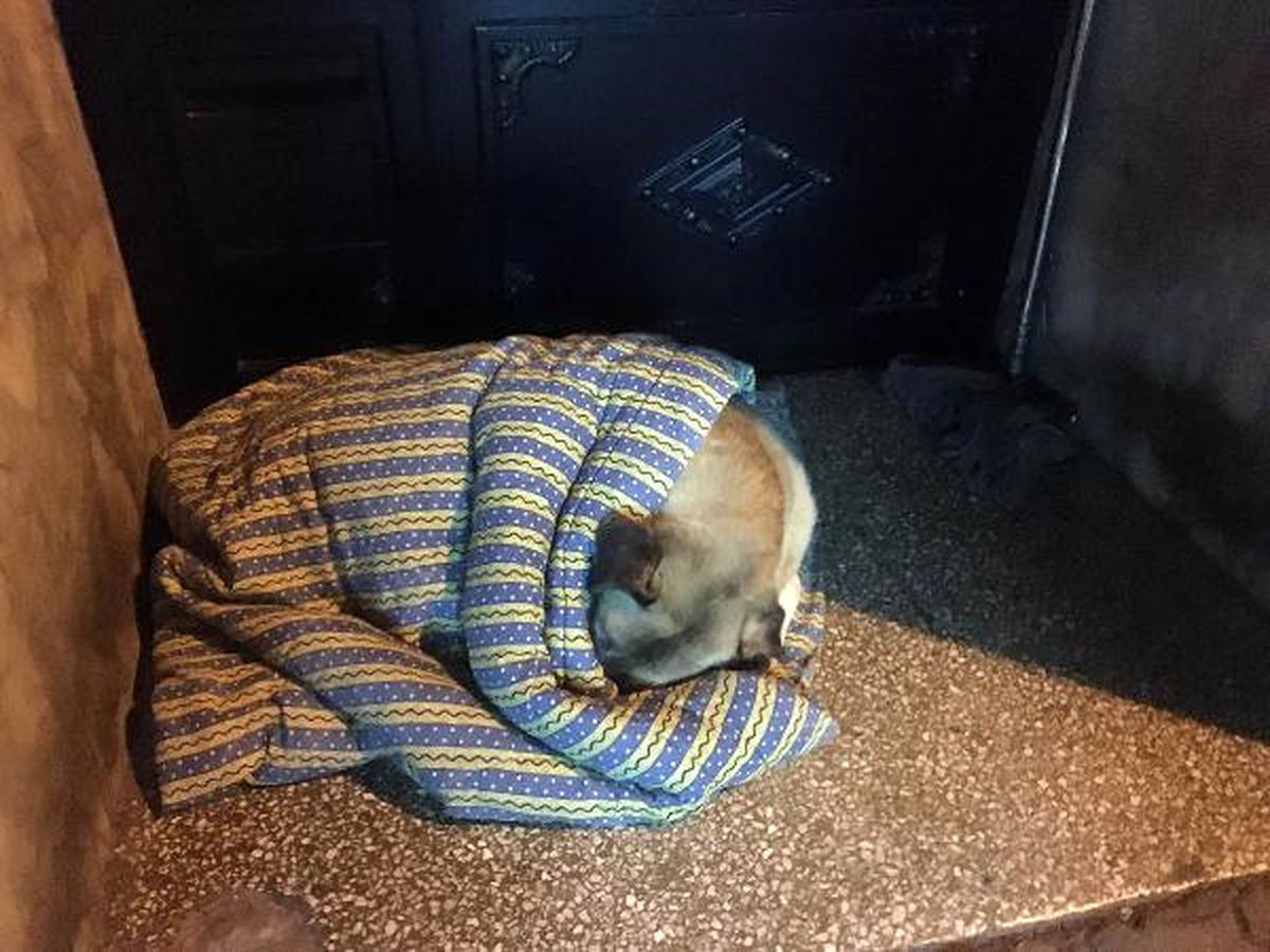 Taksiciler, Sokak Köpeğini Battaniye ile Isıttı