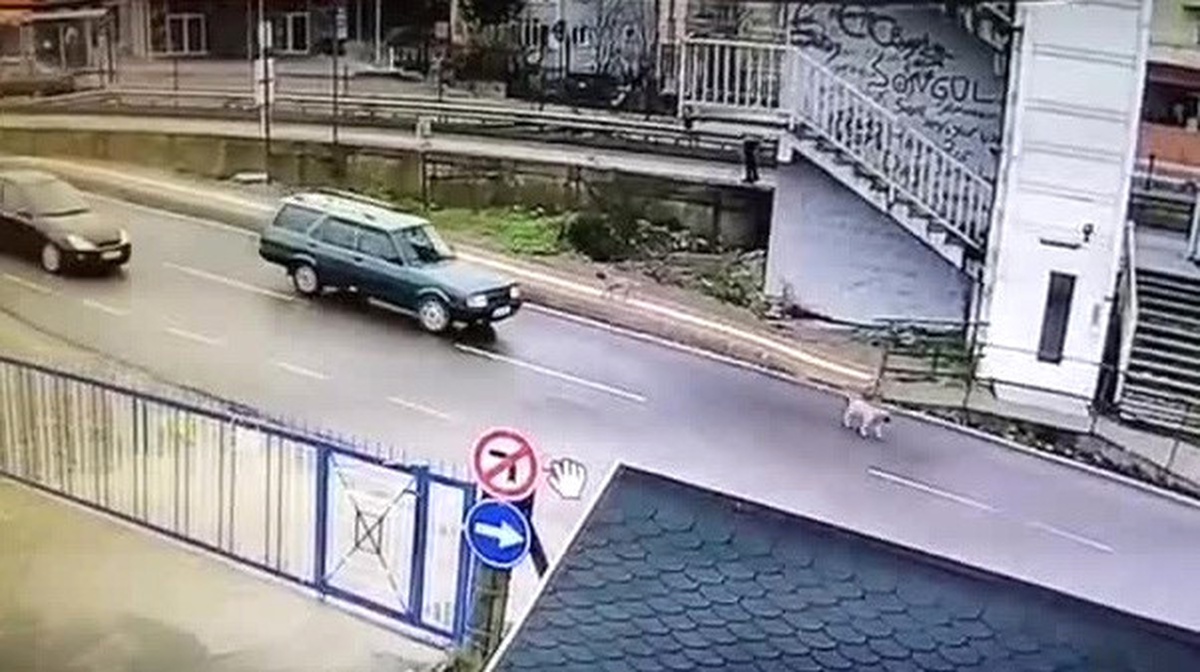 Yavru Köpeği Ezip Kaçan Araç Sürücüsüne Tepki