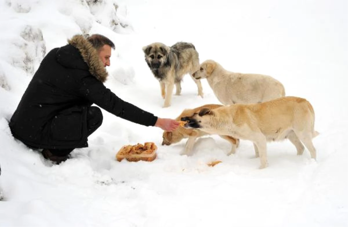 Yaylada Aç Kalan Köpekleri Besliyorlar