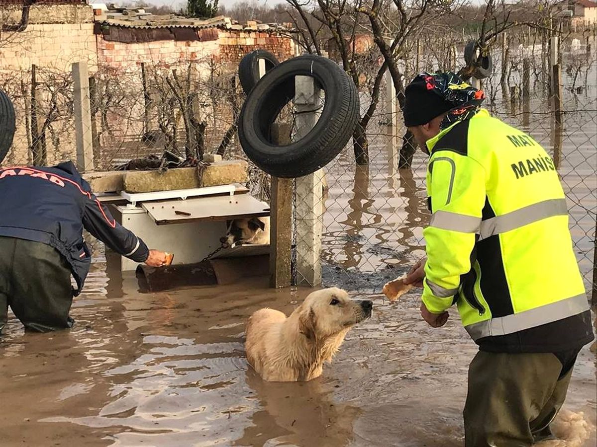 Afad ve Mat Ekipleri Selde Mahsur Kalan Hayvanları Unutmadı