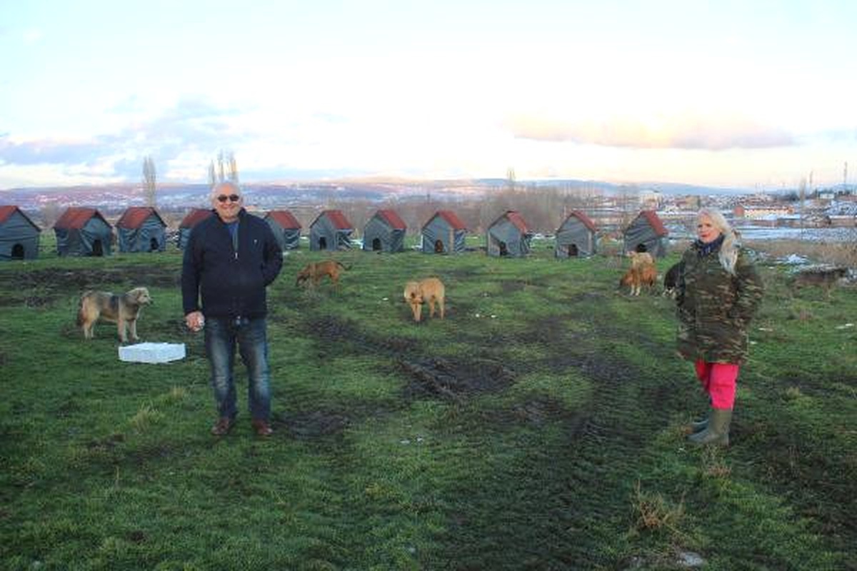 Almanya\'dan Geldi, Sokak Köpeklerine Kulübe Yaptırdı