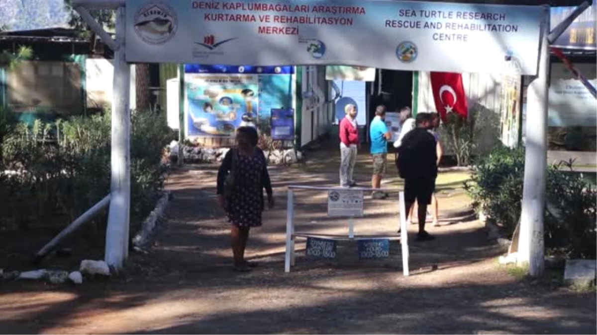 Dekamer\'de 10 Yılda 165 Yaralı Deniz Kaplumbağası İyileştirildi