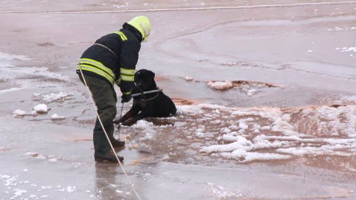 Donan Kızılırmak\'ta Mahsur Kalan Köpeği İtfaiye Kurtardı