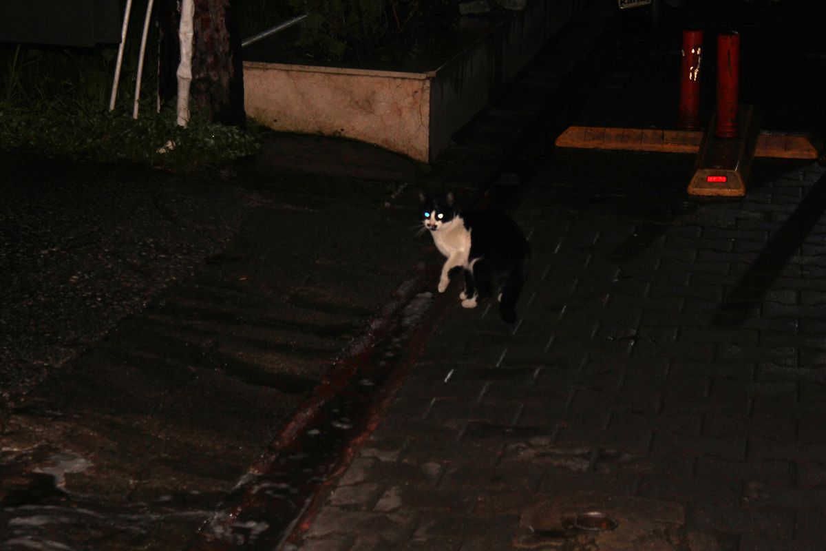 O Kedi Orda Ne Arıyor!