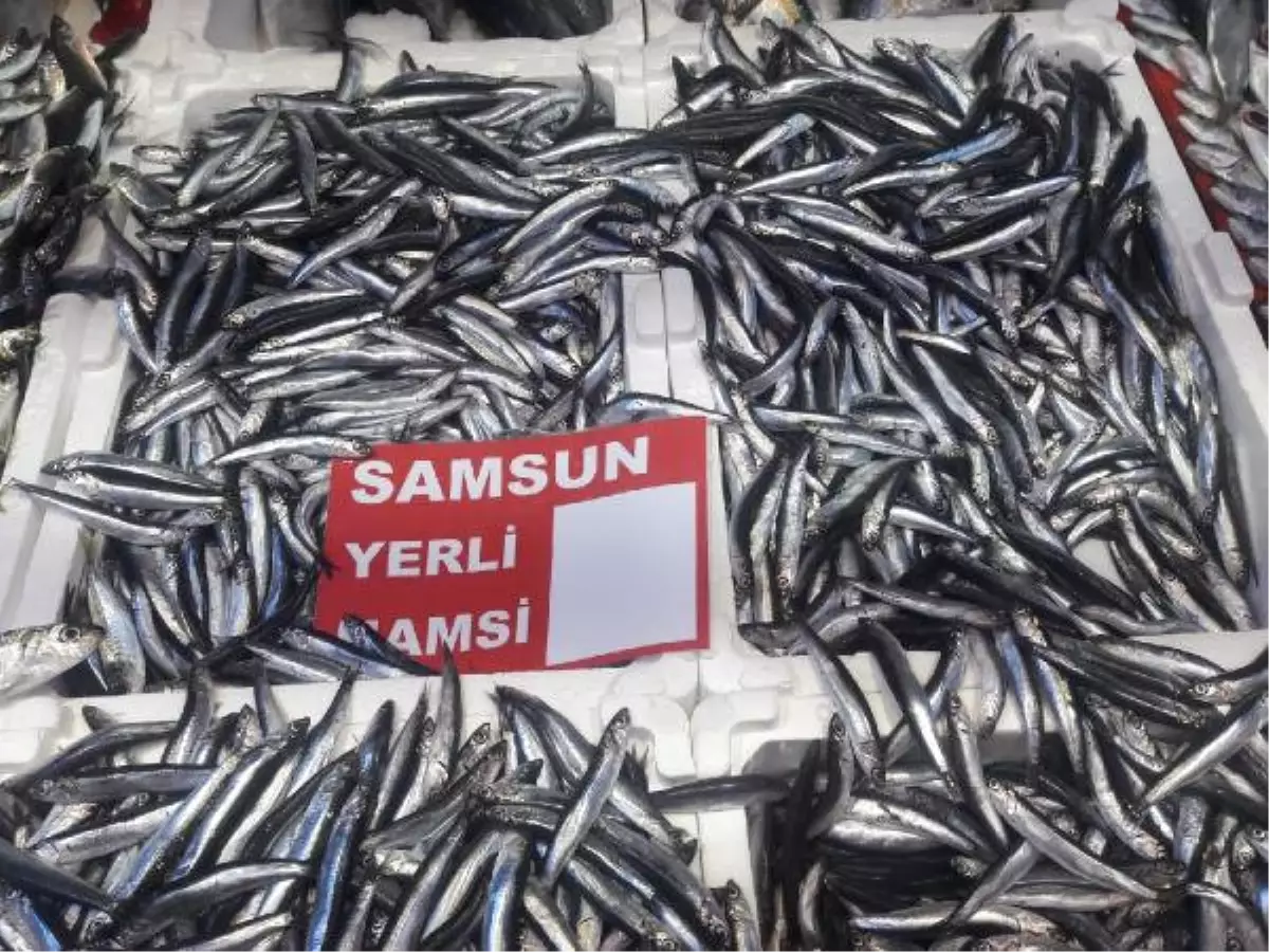 Samsun\'da Hamsinin Kilosu 30 Liraya Çıktı