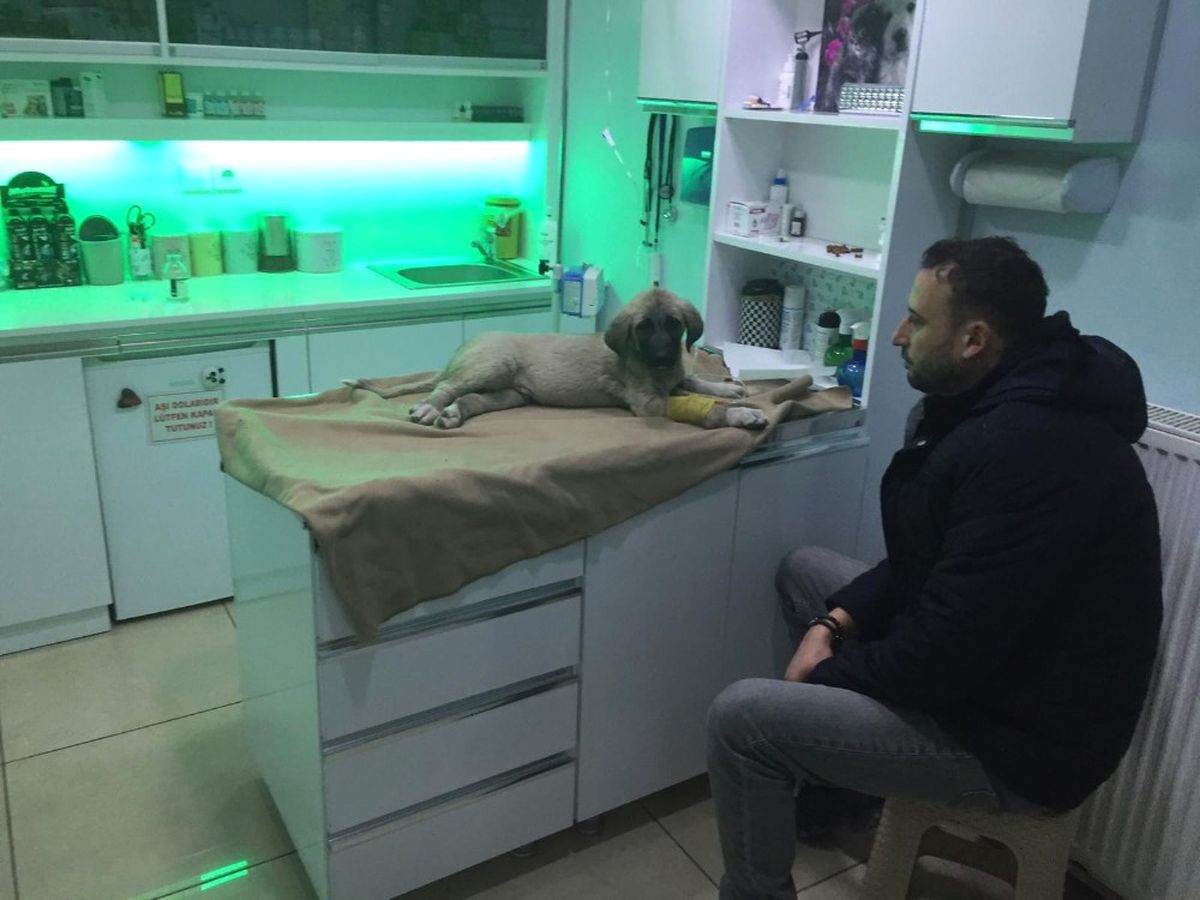 Yavru Köpeği Ezen Sürücünün Yeni Görüntüleri Ortaya Çıktı