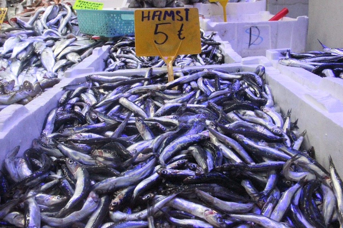 30 Liraya Kadar Çıkan Hamsi 5 Liraya Düştü