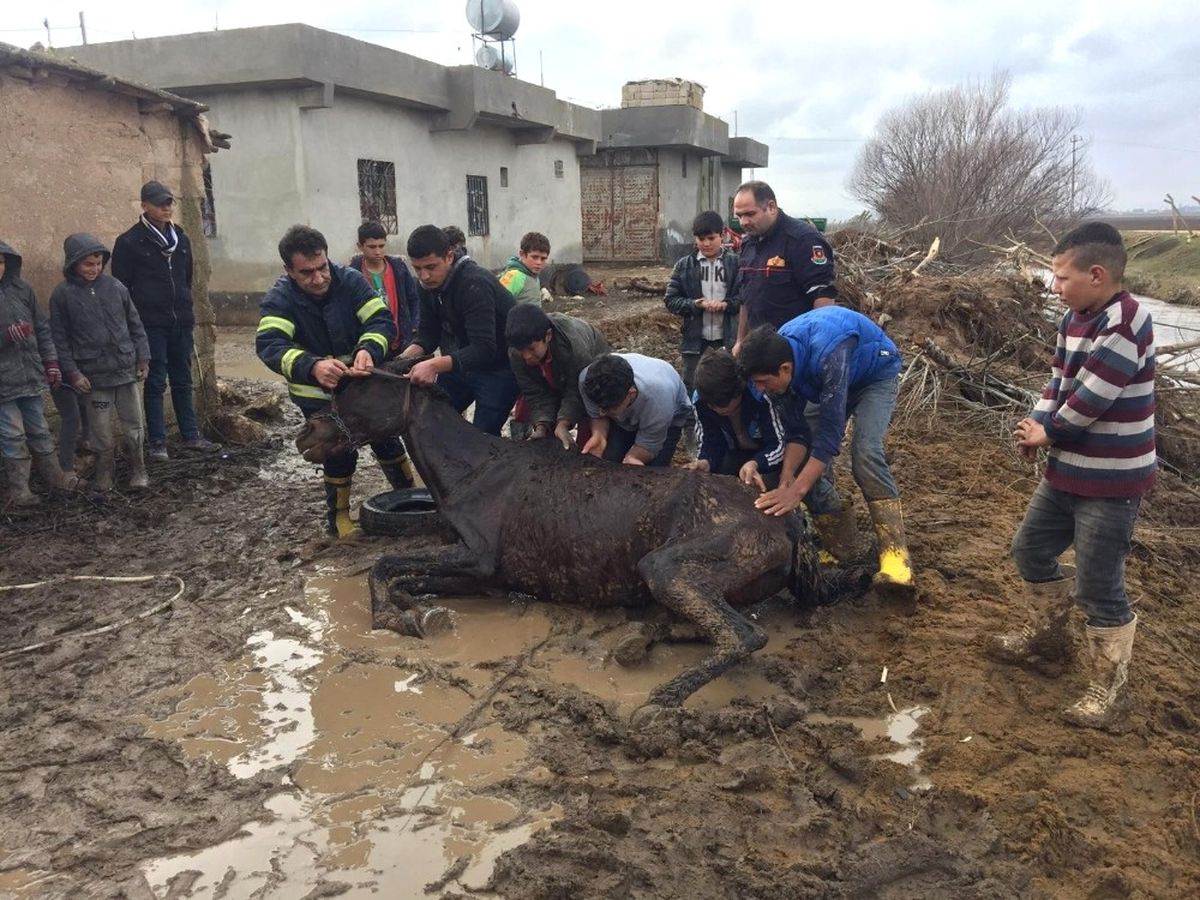 Bataklığa Saplanan At Kurtarıldı