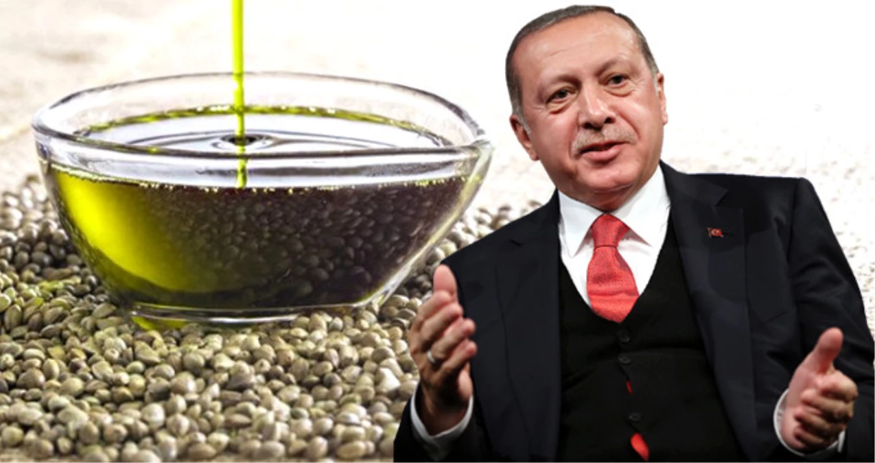 Erdoğan Müjdeyi Verdi, 19 İle Kenevir Piyangosu Vurdu