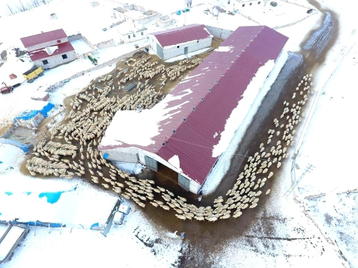 İl Tarım ve Orman Müdürlüğü\'nün Küçükbaş Hayvan Sayımları Devam Ediyor