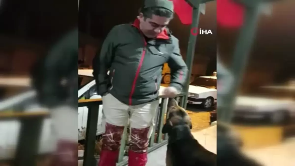 İlgi İsteyen Sokak Köpeği Gülümsetti