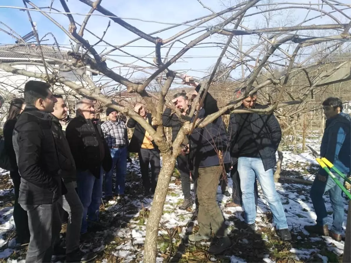 Kivi Üreticilerine Budama Eğitimi