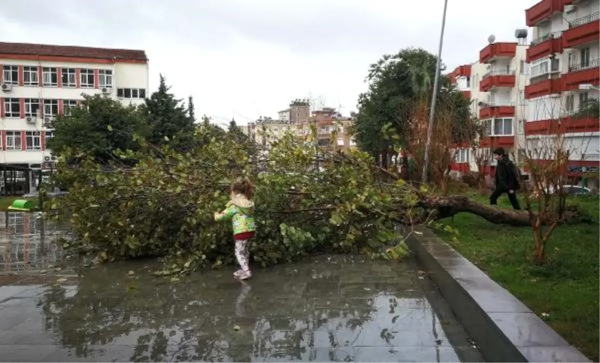 Mersin\'de Şiddetli Fırtına Ağaçları Devirdi